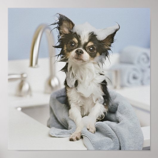 タオルに包まれた入ったチワワの子犬 ポスター (正面)