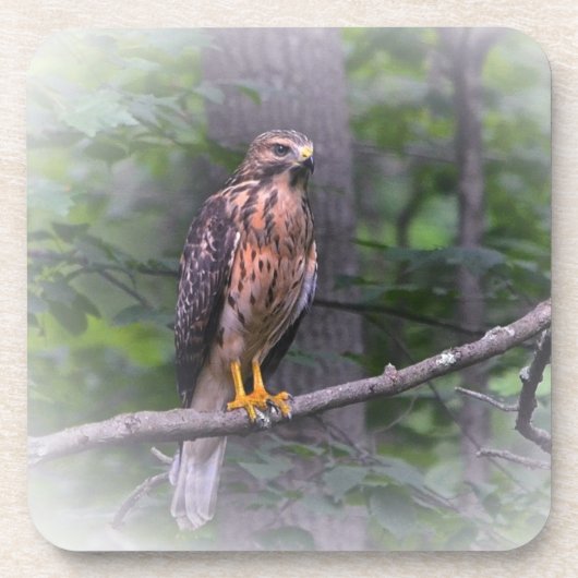 タカの精神 コースター (正面)