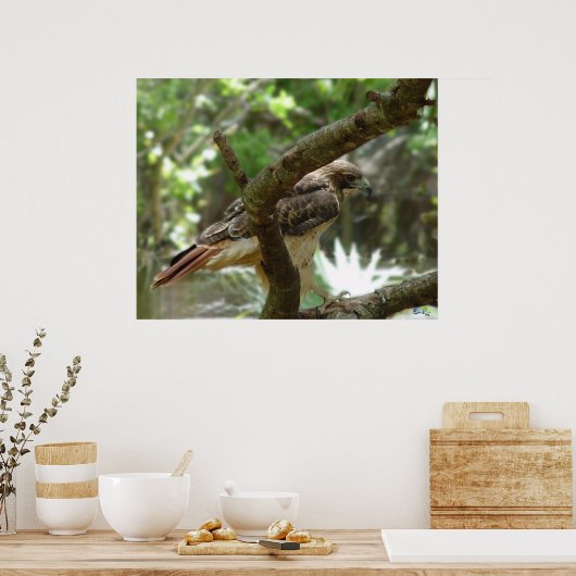 タカ ポスター (キッチン)