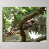 タカ ポスター (正面)