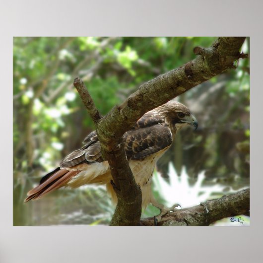 タカ ポスター (正面)