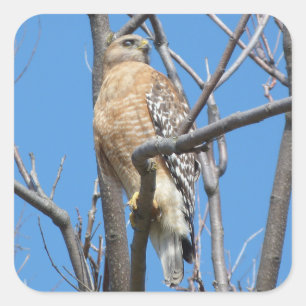 タカ、鳥、犠牲の鳥、たる製造人のタカ、自然 スクエアシール