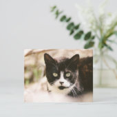 タキシドフェラルキャット招待状 招待状 (スタンド正面)