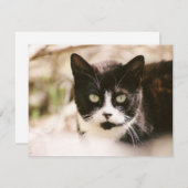 タキシドフェラルキャット招待状 招待状 (正面/裏面)