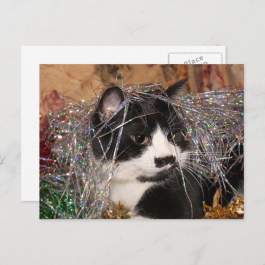 タキシードいけな子猫クリスマス シーズンポストカード (正面/裏面)