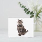 タキシードの猫 ポストカード (スタンド正面)