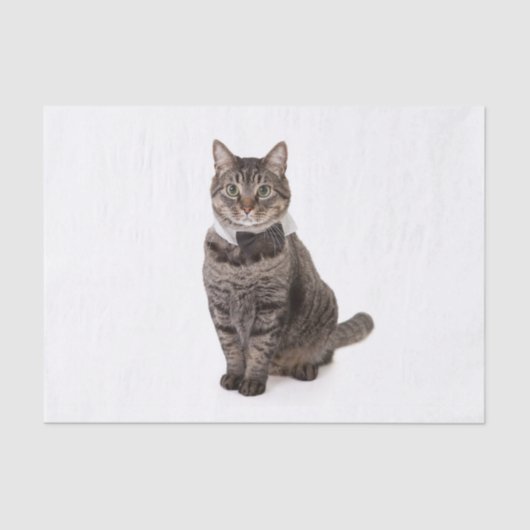 タキシードの猫 薄葉紙 (正面)