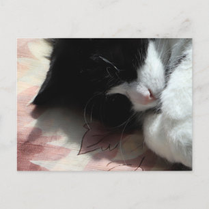 タキシードキャットアート かわいいピンクの鼻 キティキャット 猫 アートポスター ポストカード