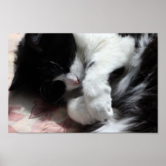 タキシードキャットアート かわいいピンクの鼻 キティ 猫 アート ポスター (正面)