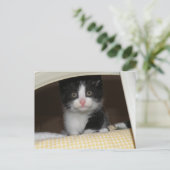 タキシード子猫 ポストカード (スタンド正面)