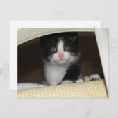 タキシード子猫 ポストカード (正面/裏面)