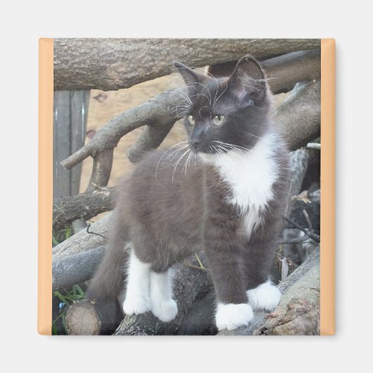タキシード子猫 マグネット (正面)