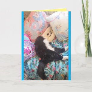 タキシード猫おもしろい可愛い寝猫誕生日カード カード