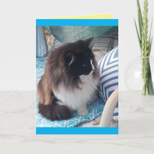 タキシード猫かわいいかわいらし猫ブルー誕生日カード カード (正面)