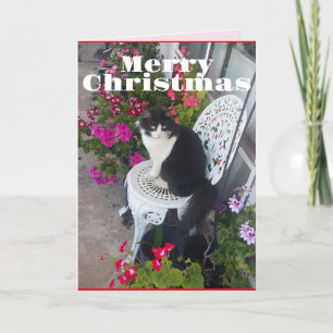 タキシード猫かわいい花かわいらし猫クリスマスカード カード