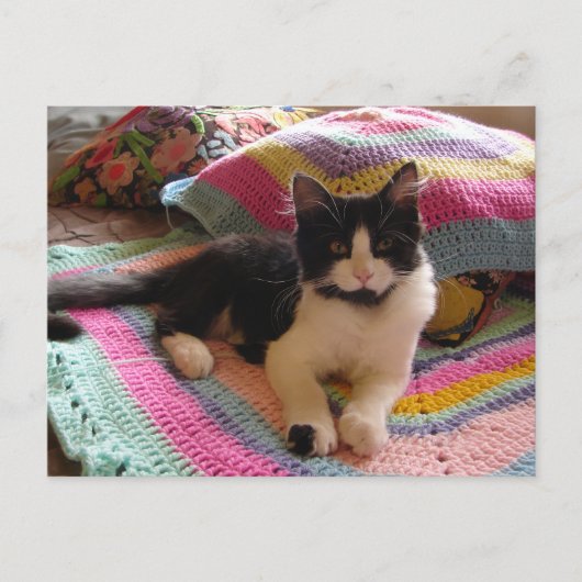 タキシード猫がかわいい素敵な手編みマット ポストカード (正面)
