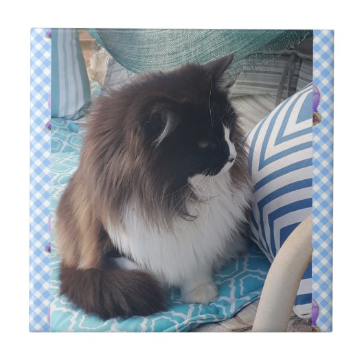 タキシード猫の白黒、毛猫の陶器の瓦 タイル (正面)