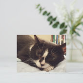 タキシード猫はがき ポストカード (スタンド正面)