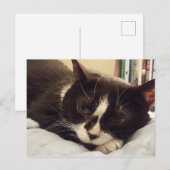 タキシード猫はがき ポストカード (正面/裏面)