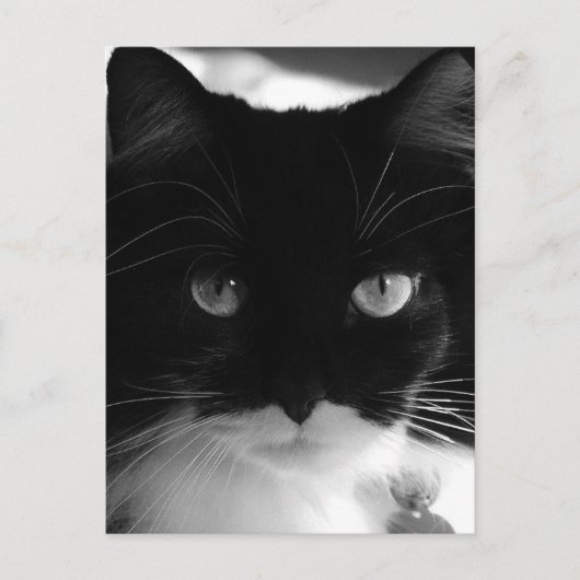 タキシード猫はがき ポストカード (正面)