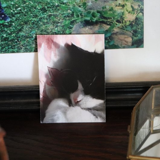 タキシード猫アートかわいいピンクの鼻キティ猫アートポステ ポスター