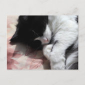 タキシード猫アートかわいいピンクの鼻キティ猫アート ポストカード (正面)