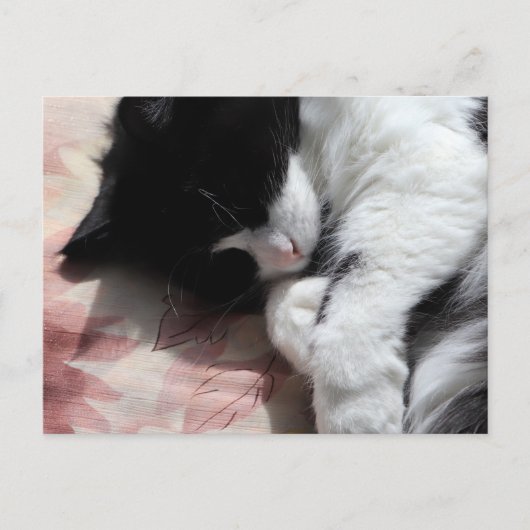 タキシード猫アートかわいいピンクの鼻キティ猫アート ポストカード (正面)