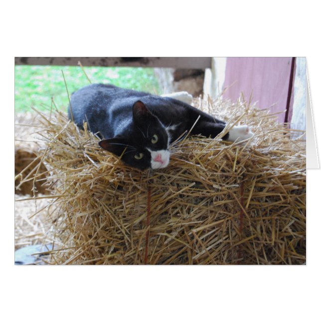 タキシード猫カ空白のード (正面横)