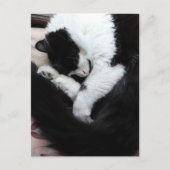 タキシード猫キティ猫の白黒猫 ポストカード (正面)