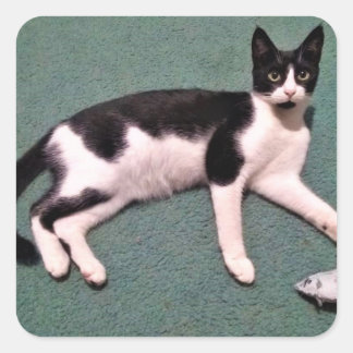 タキシード猫シール スクエアシール