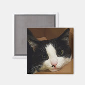 タキシード猫マグネット マグネット (正面/裏面)