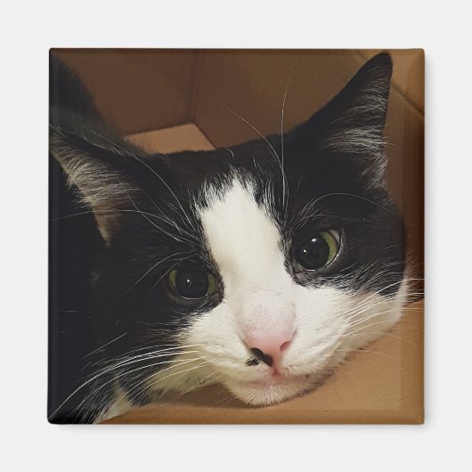タキシード猫マグネット マグネット (正面)