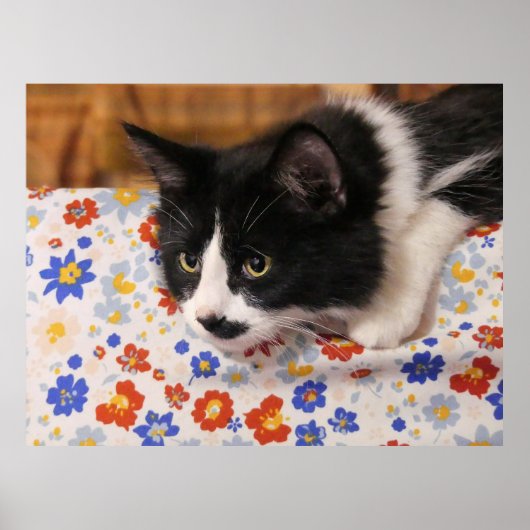 タキシード猫 ポスター (正面)