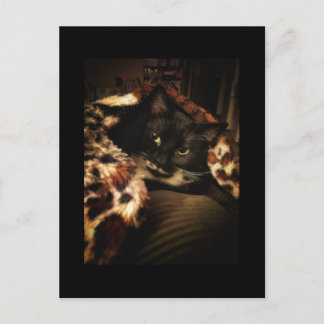 タキシード猫 ポストカード