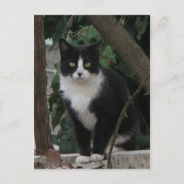 タキシード猫 ポストカード