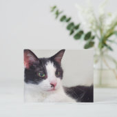 タキシード猫 ポストカード (スタンド正面)