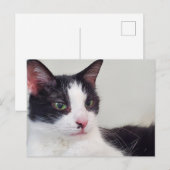 タキシード猫 ポストカード (正面/裏面)