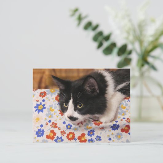 タキシード猫 ポストカード (スタンド正面)