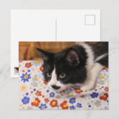 タキシード猫 ポストカード (正面/裏面)