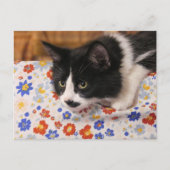 タキシード猫 ポストカード (正面)