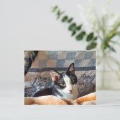 タキシード猫 ポストカード (スタンド正面)