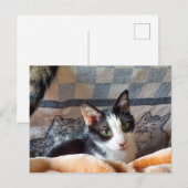 タキシード猫 ポストカード (正面/裏面)