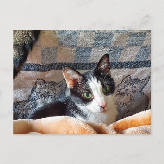 タキシード猫 ポストカード (正面)