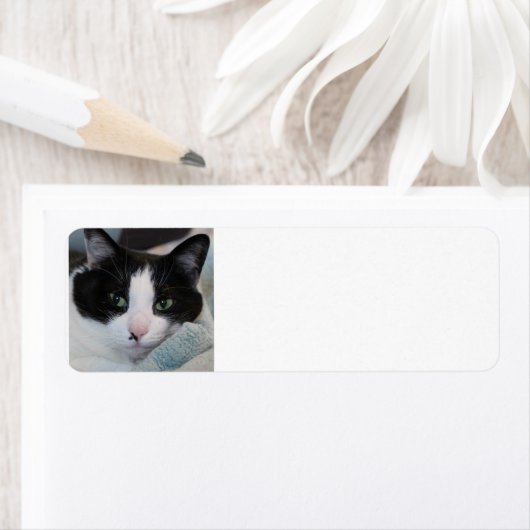 タキシード猫 ラベル (インサイチュ)