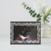 タキシード・キャッツ・ルール ポストカード (スタンド正面)