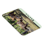 タキンの家族、ブータンの国獣、アジア マグネット (右側)