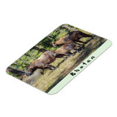 タキンの家族、ブータンの国獣、アジア マグネット (左側)