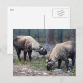 タキン2個 ポストカード (正面/裏面)