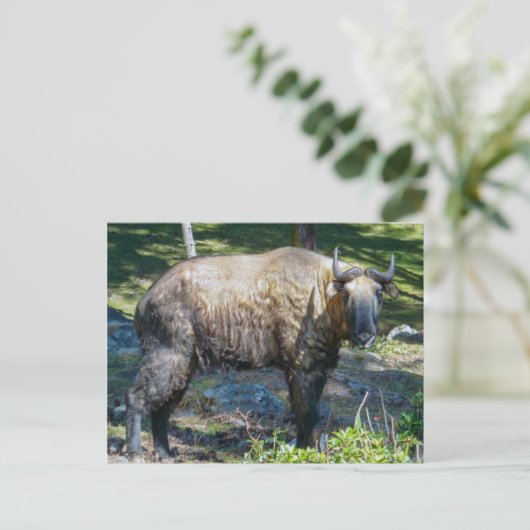 タキン、ブータンの国獣 - ヒマラヤ、アジア ポストカード (スタンド正面)