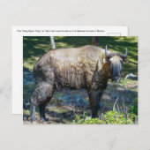 タキン、ブータンの国獣 - ヒマラヤ、アジア ポストカード (正面/裏面)